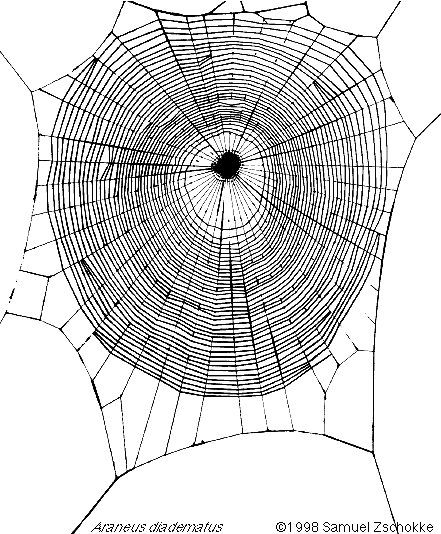 A Noiseless Patient Spider - the Web